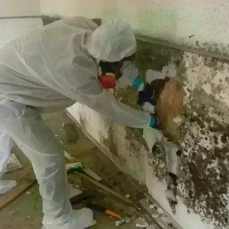 Mold Remediation and Removal in Hot Sulphur Springs, CO